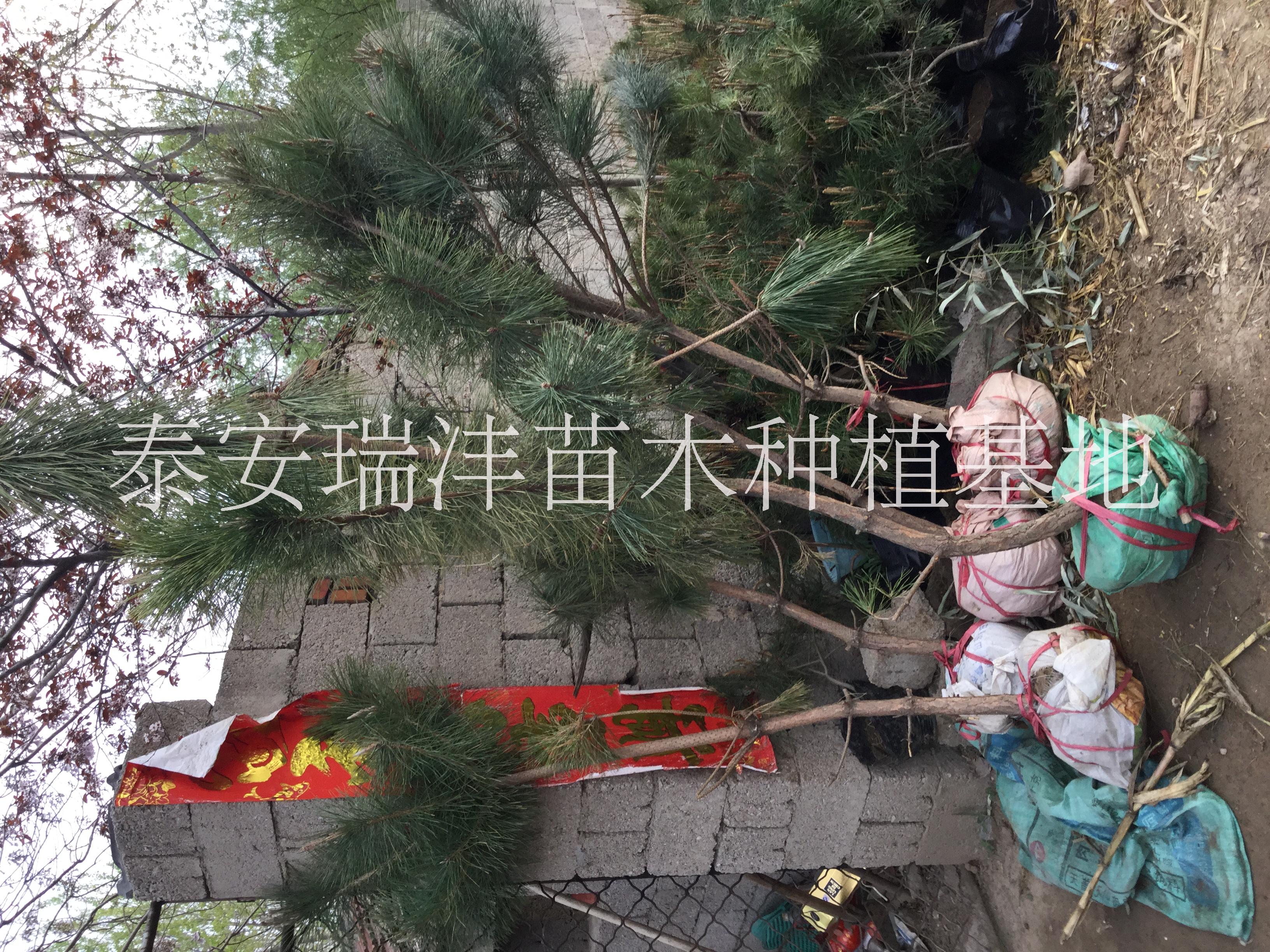 莒南油松圖片/莒南油松樣板圖 (2)