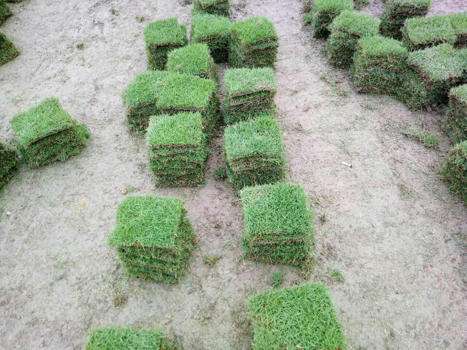 郴州草皮圖片/郴州草皮樣板圖 (3)