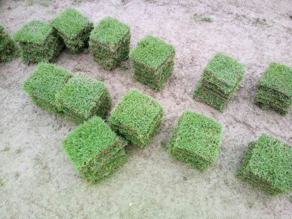 郴州草皮圖片/郴州草皮樣板圖 (4)