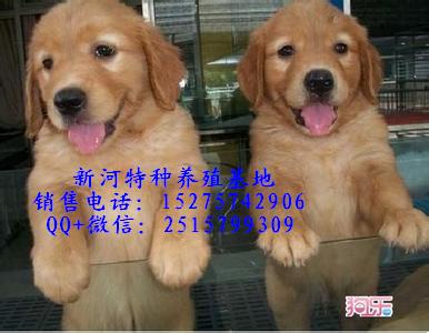 純種金毛犬幼犬圖片