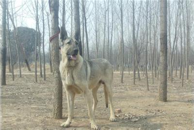 纯种狼青犬幼犬图片