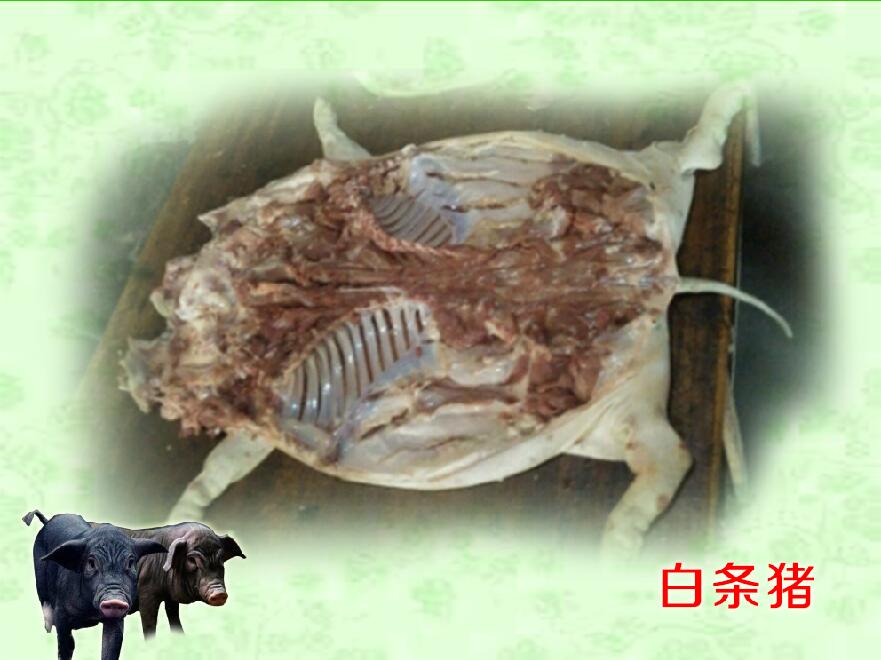 貴州香豬圖片/貴州香豬樣板圖 (3)