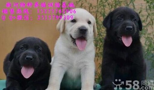 純種拉布拉多犬拉布拉多幼犬什么價位純種拉布拉多幼犬純種拉布拉多成犬純種拉拉犬價格純種拉布拉多幼犬多少錢