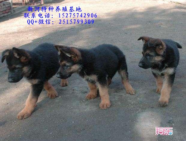 牧羊犬牧羊犬純種牧羊犬種犬純種牧羊犬幼犬多少錢純種牧羊犬幼犬價(jià)格哪里有純種牧羊犬幼犬