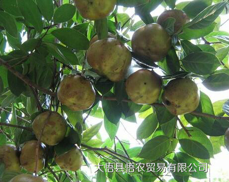 油茶籽產(chǎn)地圖片