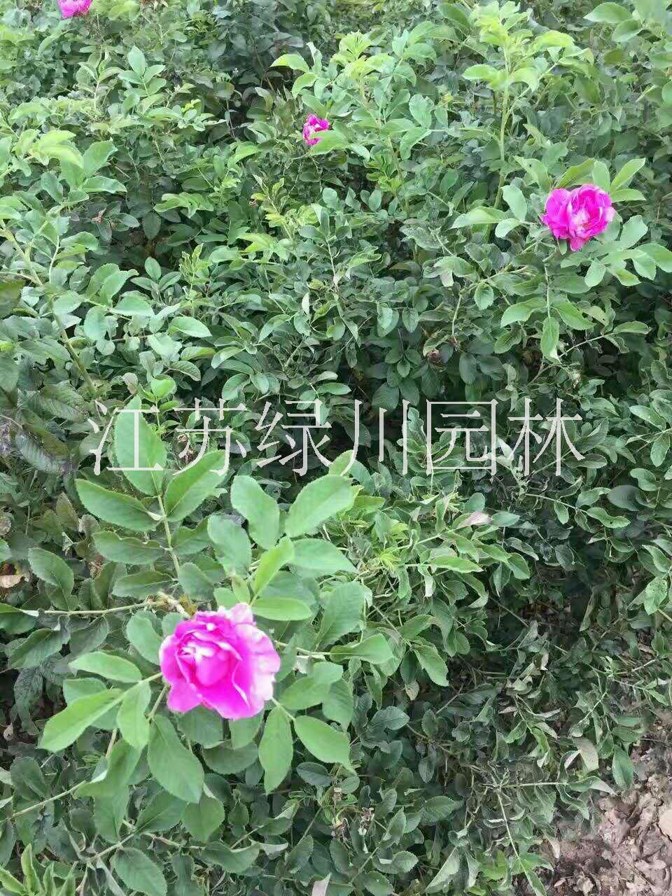 江蘇四季玫瑰種植基地供應四季玫瑰種苗 浙江園林花木四季玫瑰 江蘇種苗種植基地