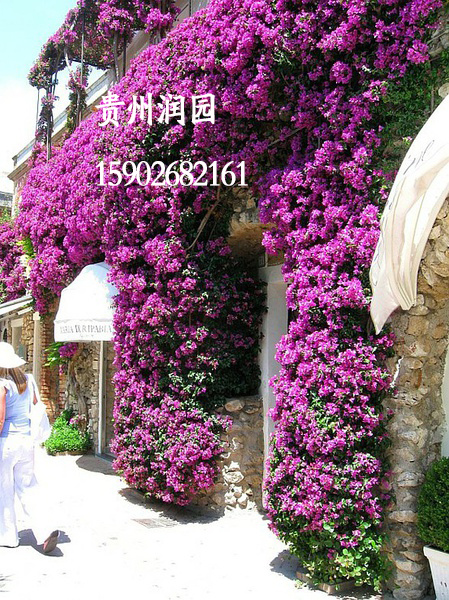 垂直綠化圖片/垂直綠化樣板圖 (2)