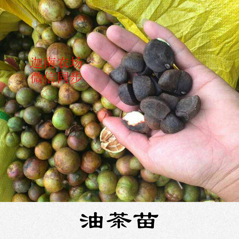 油茶苗基地圖片/油茶苗基地樣板圖 (3)