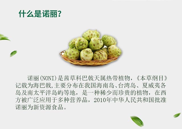 諾麗果粉圖片/諾麗果粉樣板圖 (3)