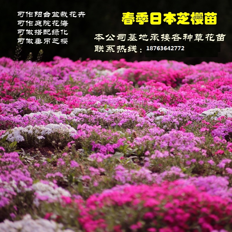 景觀設(shè)計(jì)圖片/景觀設(shè)計(jì)樣板圖 (2)