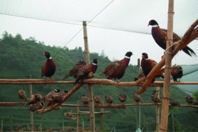 供應(yīng)四川*苗四川七彩山雞苗批發(fā)