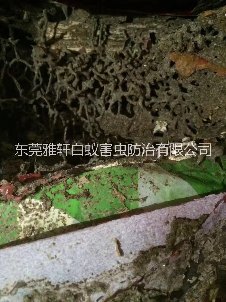 專業(yè)滅蟲滅白蟻滅鼠圖片/專業(yè)滅蟲滅白蟻滅鼠樣板圖 (2)