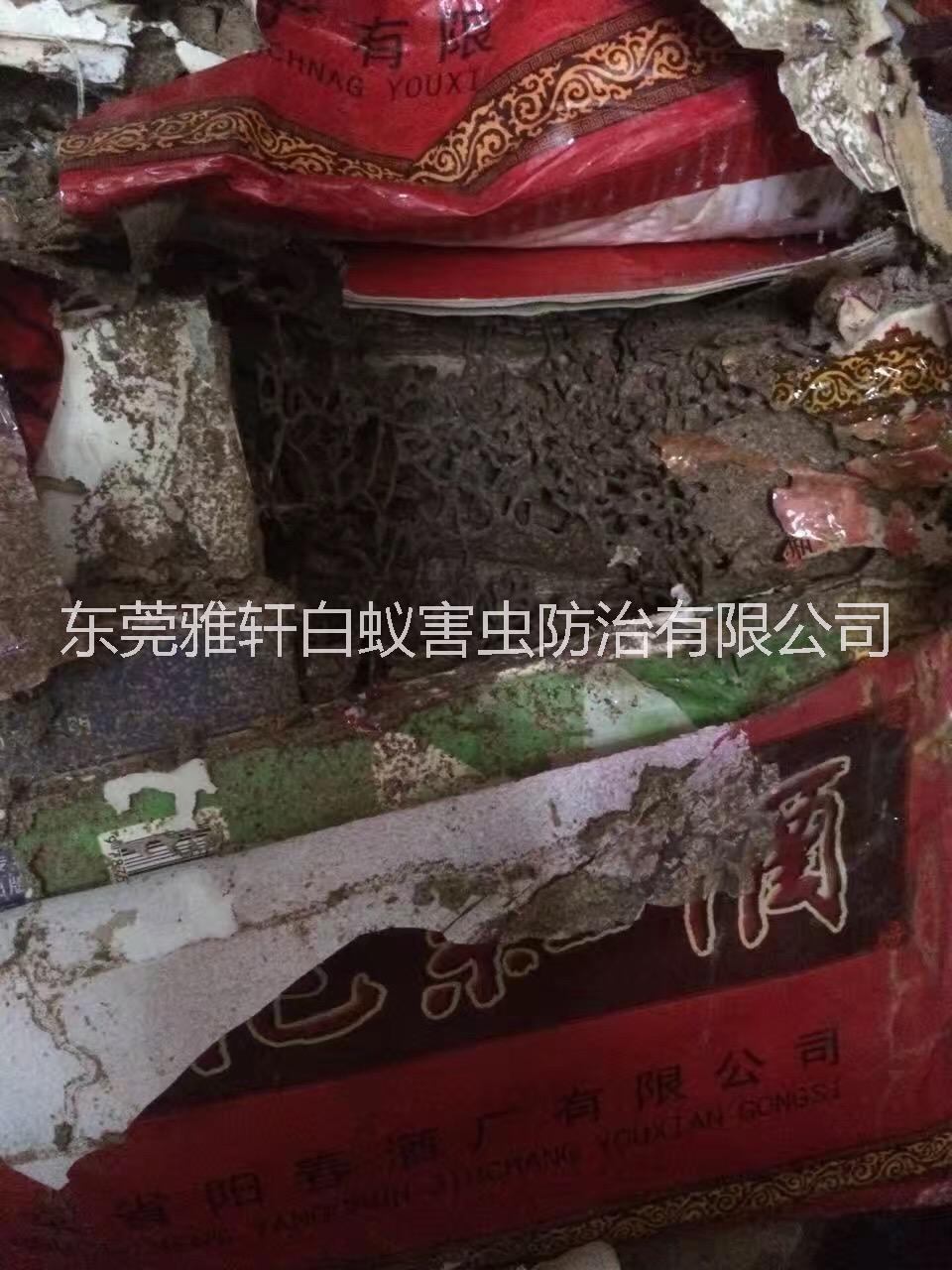 專業(yè)滅蟲滅白蟻滅鼠圖片/專業(yè)滅蟲滅白蟻滅鼠樣板圖 (4)