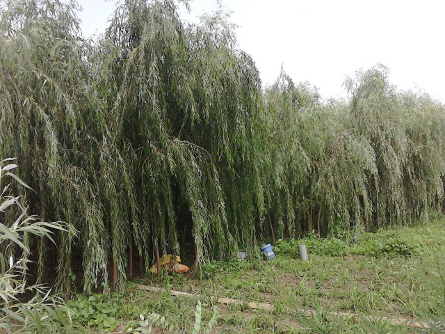 垂柳供应商、供应垂柳种植基地、垂柳种植批发直销图片