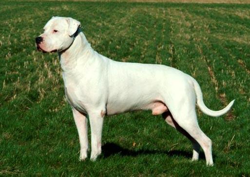 現(xiàn)在的杜高犬價格怎么樣