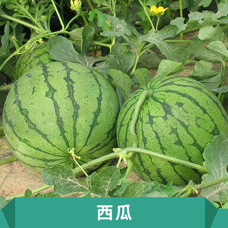 西瓜果園中早熟品種生長勢較強橢圓花皮大瓜價格實惠西瓜生產基地 保定西瓜