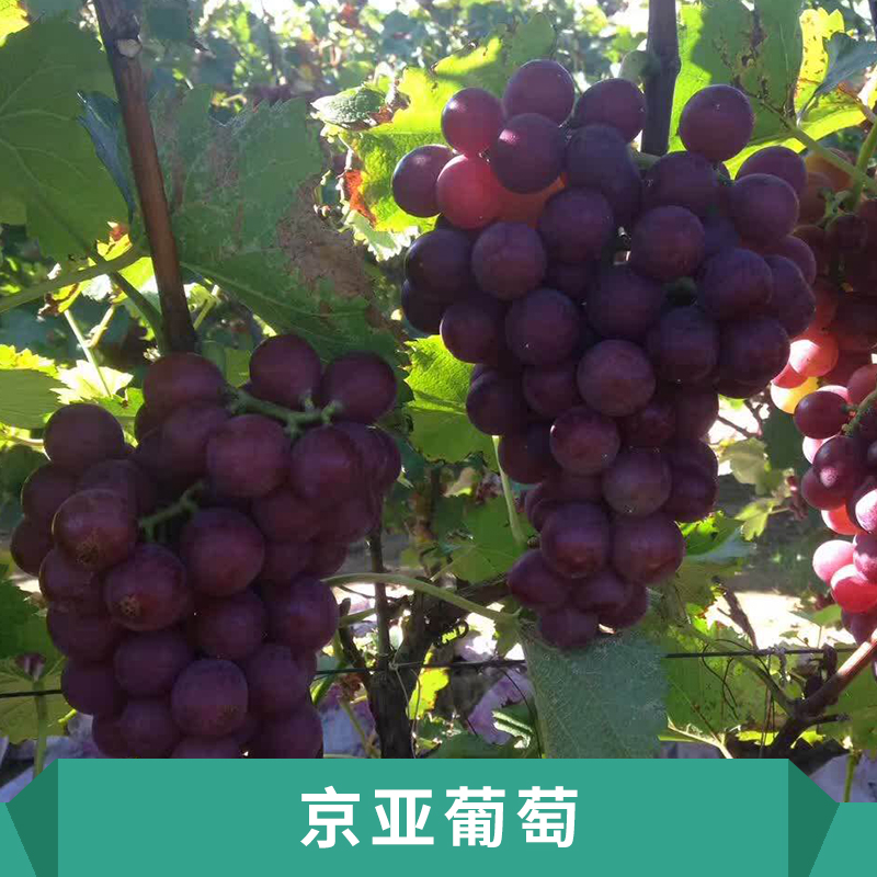 保定葡萄圖片/保定葡萄樣板圖 (3)