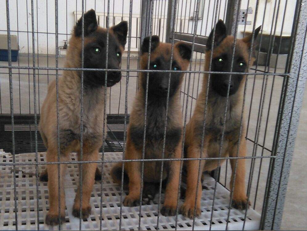 馬犬幼犬圖片/馬犬幼犬樣板圖 (4)