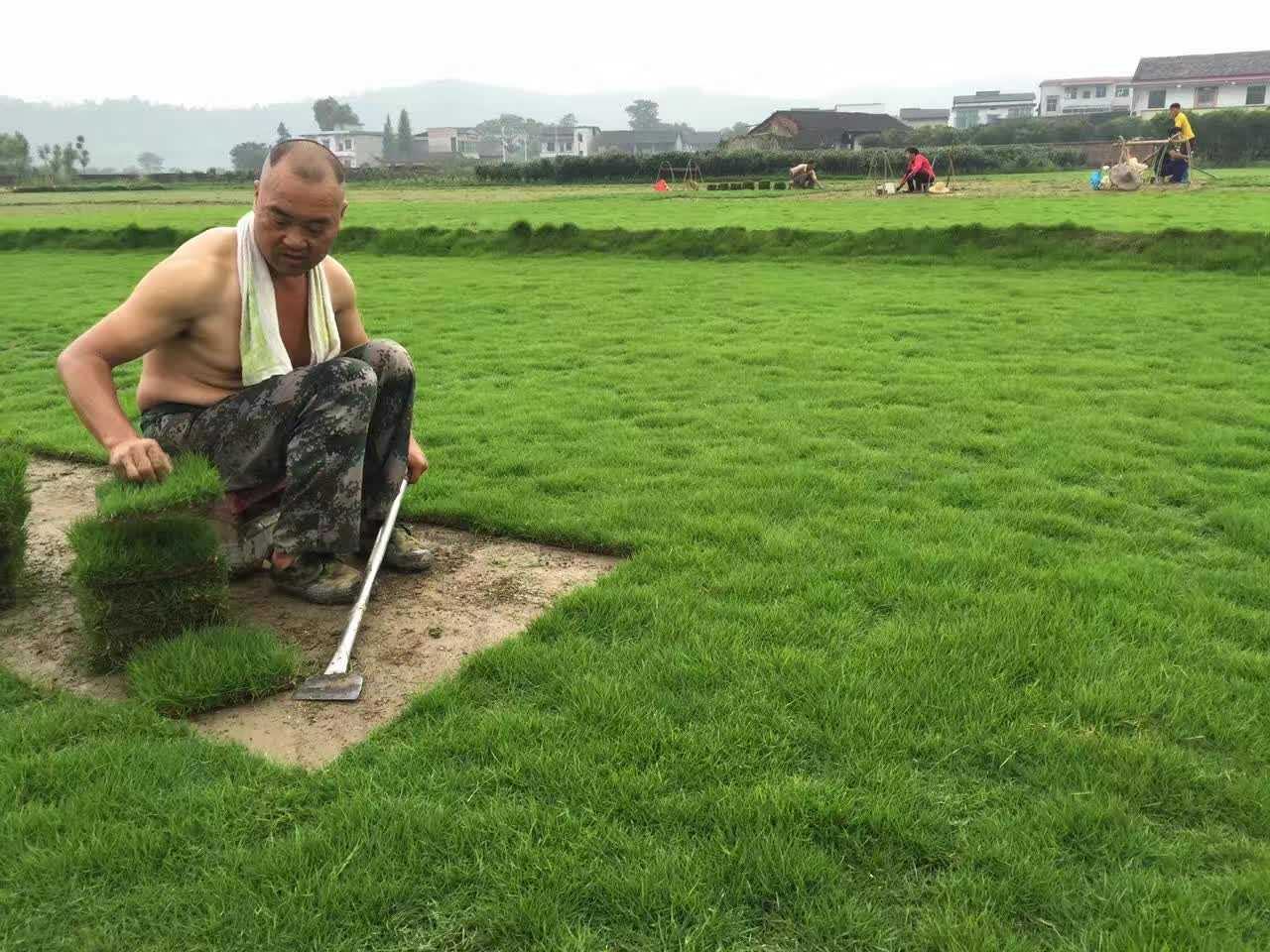 銅仁馬尼拉草坪圖片