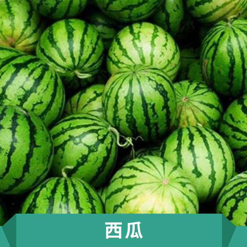 西瓜圖片/西瓜樣板圖 (2)