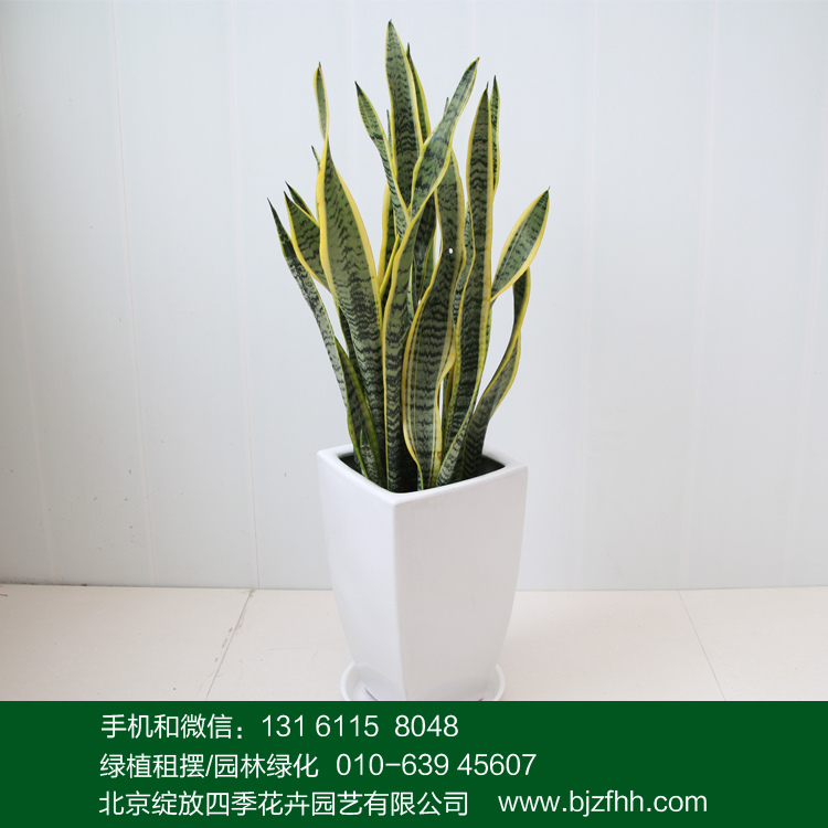 虎尾蘭圖片/虎尾蘭樣板圖 (3)