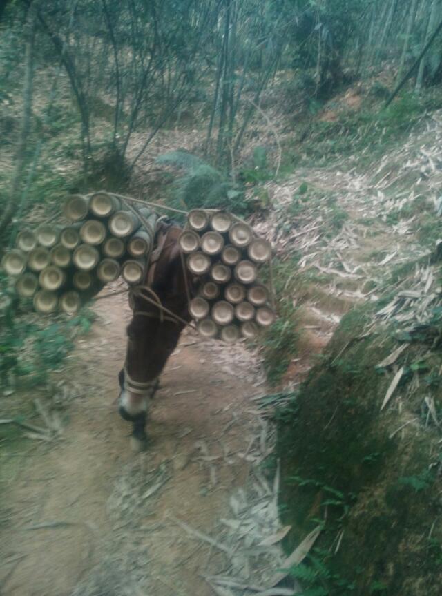 馬隊搬運隊圖片/馬隊搬運隊樣板圖 (4)