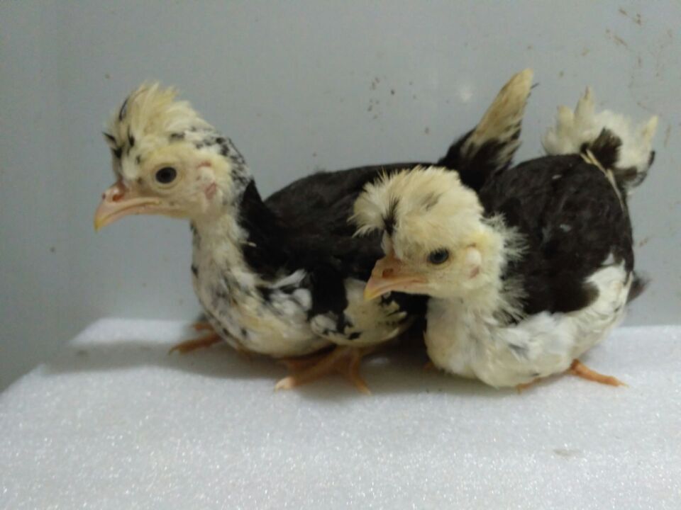 湖北貴妃雞苗圖片/湖北貴妃雞苗樣板圖 (3)