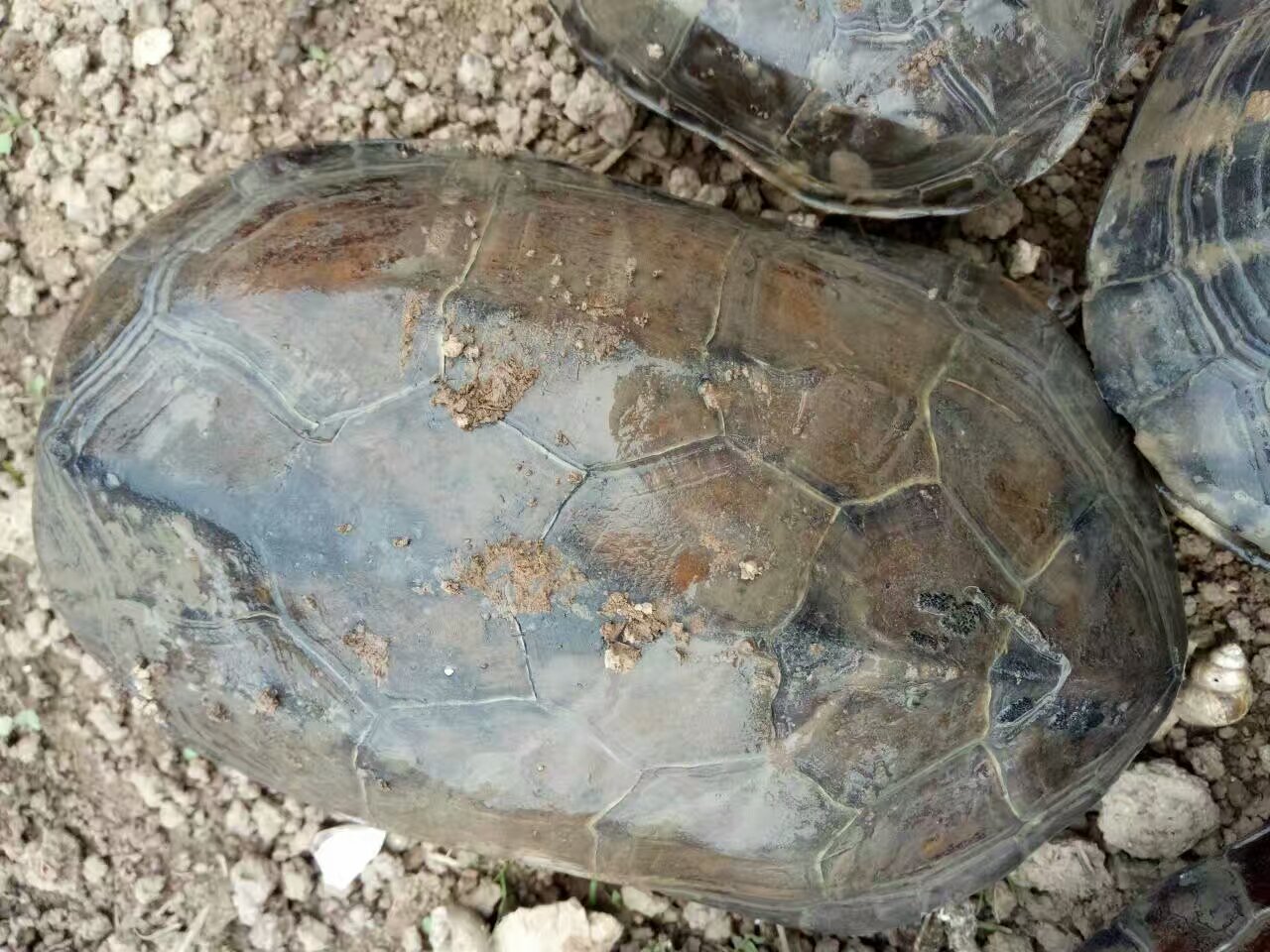 *苗養(yǎng)殖場批發(fā)價格｜*種苗哪里有