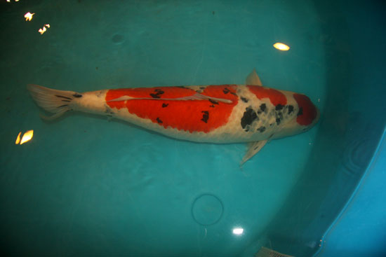 錦鯉圖片/錦鯉樣板圖 (2)