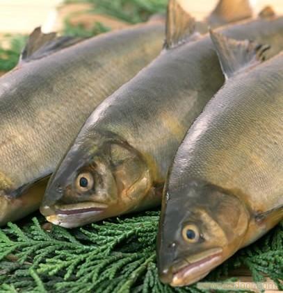 供應(yīng)廣東海魚、直銷廣東海魚、廣東海魚價格