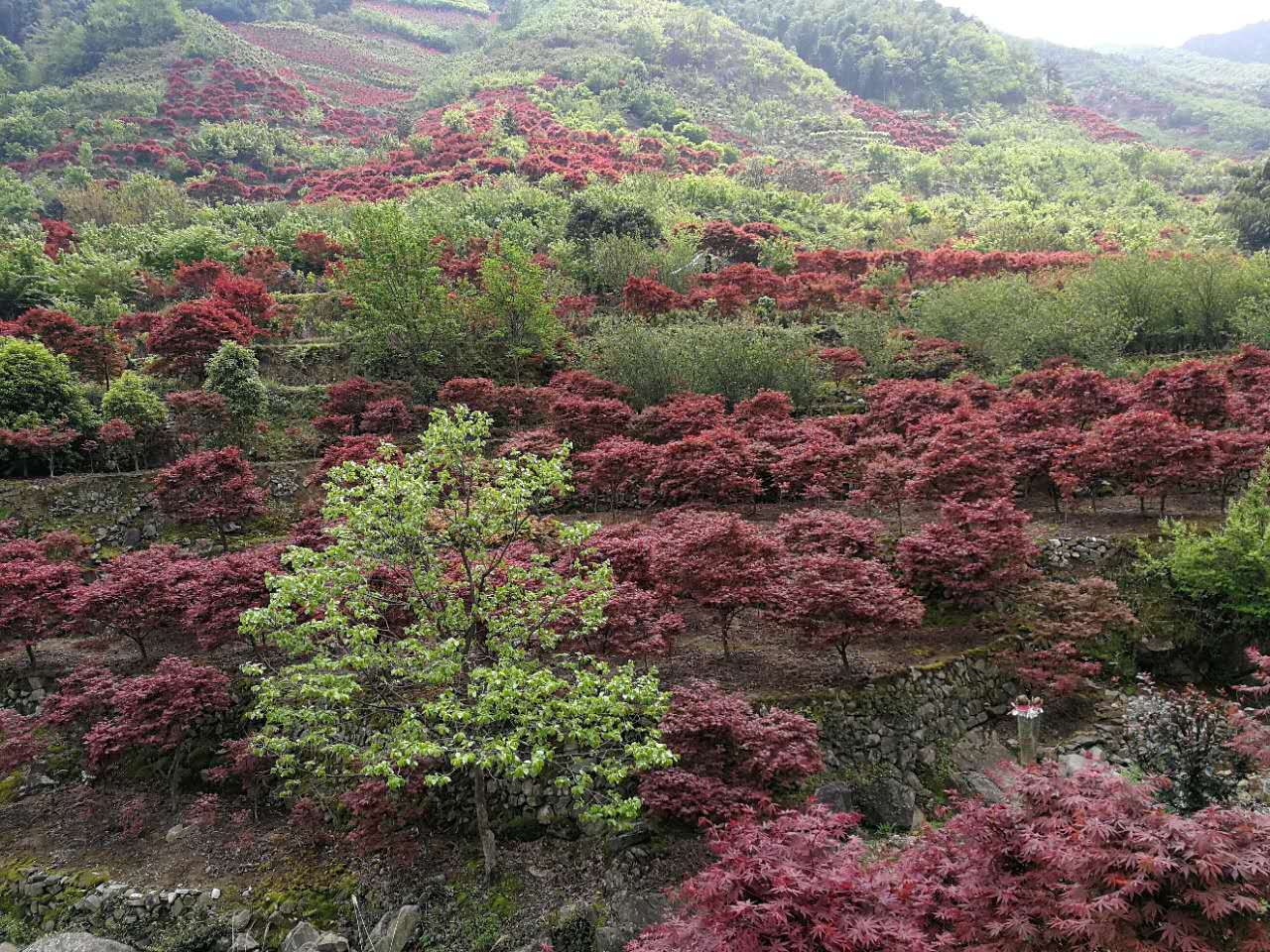 紅楓圖片/紅楓樣板圖 (4)