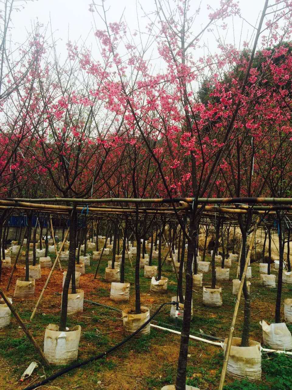 黃花風(fēng)鈴木圖片/黃花風(fēng)鈴木樣板圖 (1)