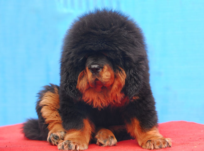 藏獒犬圖片/藏獒犬樣板圖 (2)