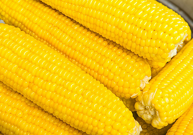 靈璧縣玉米種植   小麥種植  黃豆種植