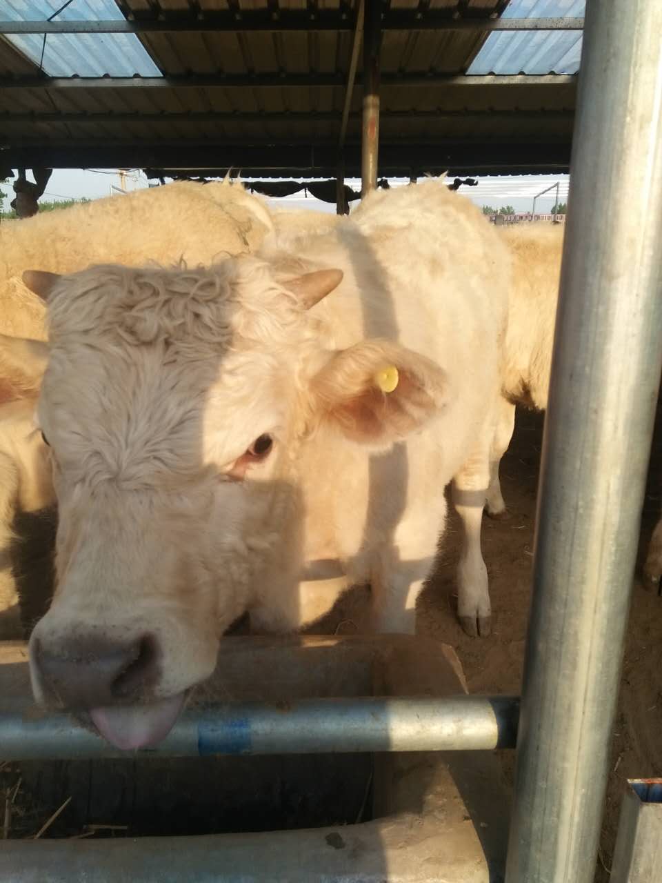 南陽夏洛萊牛多少錢