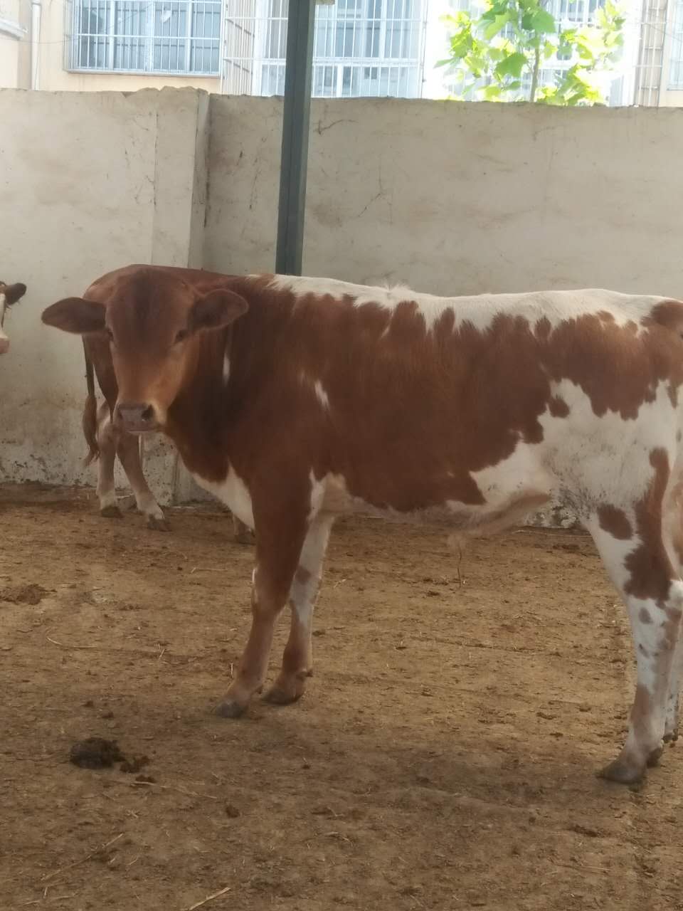 肉牛西門塔爾牛圖片/肉牛西門塔爾牛樣板圖 (1)