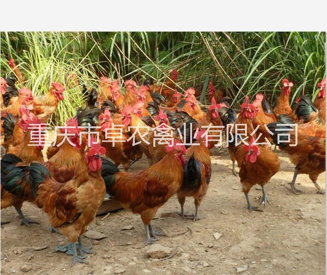 土雞苗圖片/土雞苗樣板圖 (1)