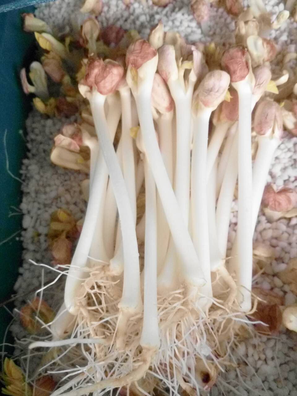 花生芽機(jī)圖片/花生芽機(jī)樣板圖 (3)