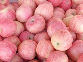 紅富士蘋果圖片/紅富士蘋果樣板圖 (3)