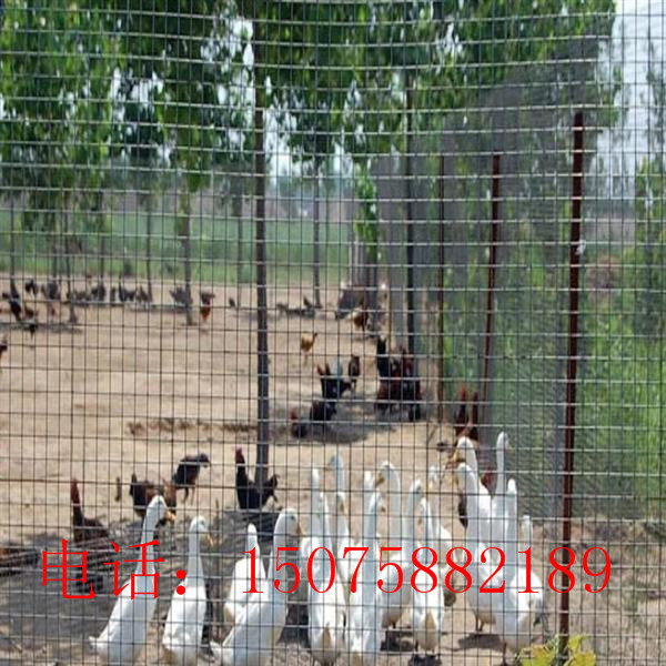 養(yǎng)雞網(wǎng) 養(yǎng)雞鐵絲網(wǎng)*銷售