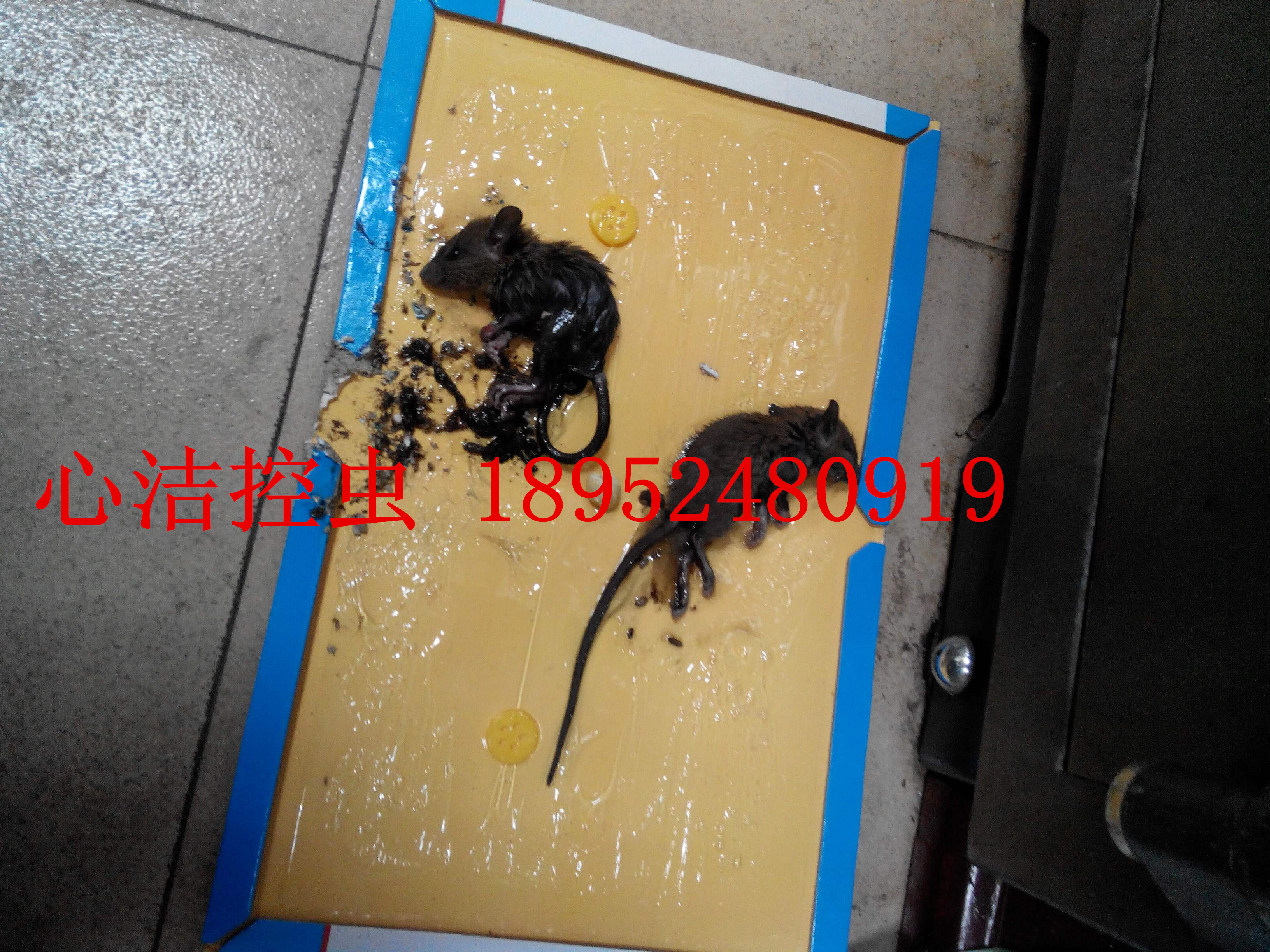 無錫滅鼠公司-心潔控蟲服務(wù)公司圖片