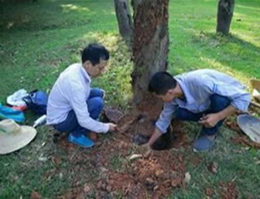 深圳白蚁防治 深圳白蚁防治公司 深圳白蚁防治哪家好 白蚁防治报价