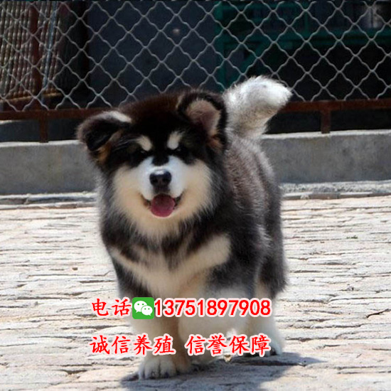 阿拉斯加圖片/阿拉斯加樣板圖 (1)
