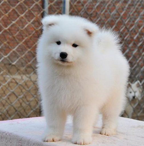 云南昆明純種薩摩耶犬價(jià)格、狗場(chǎng)純種薩摩耶犬出售