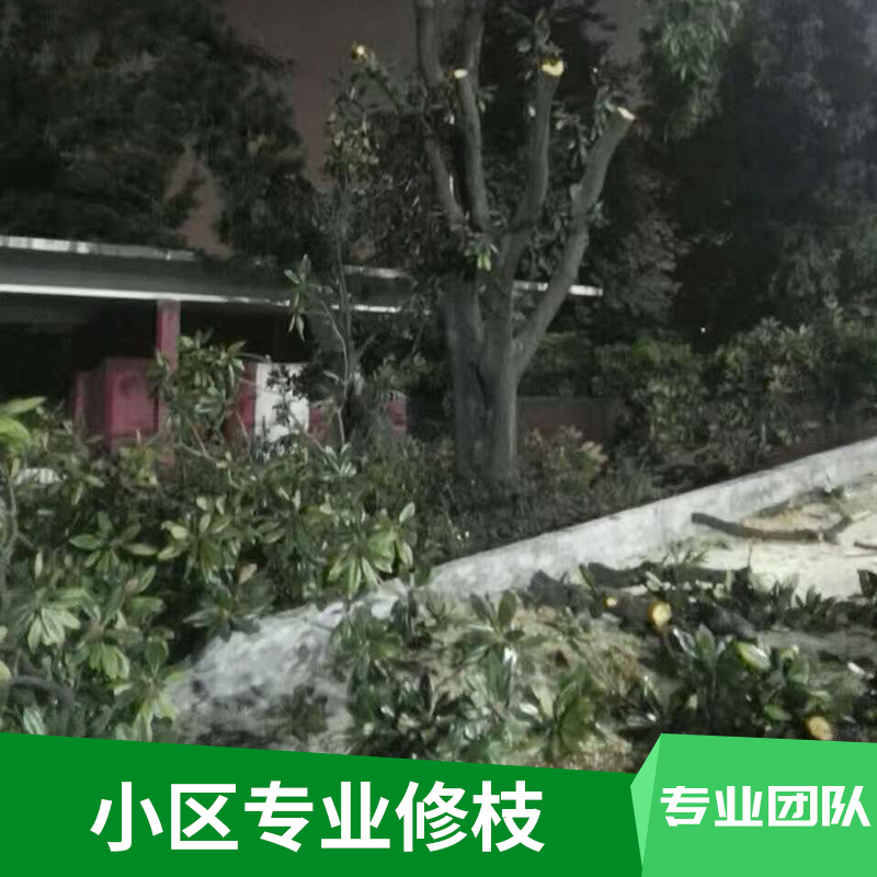 园艺工程小区专业修枝专业承接园林绿化修枝树木砍伐修剪修枝施工