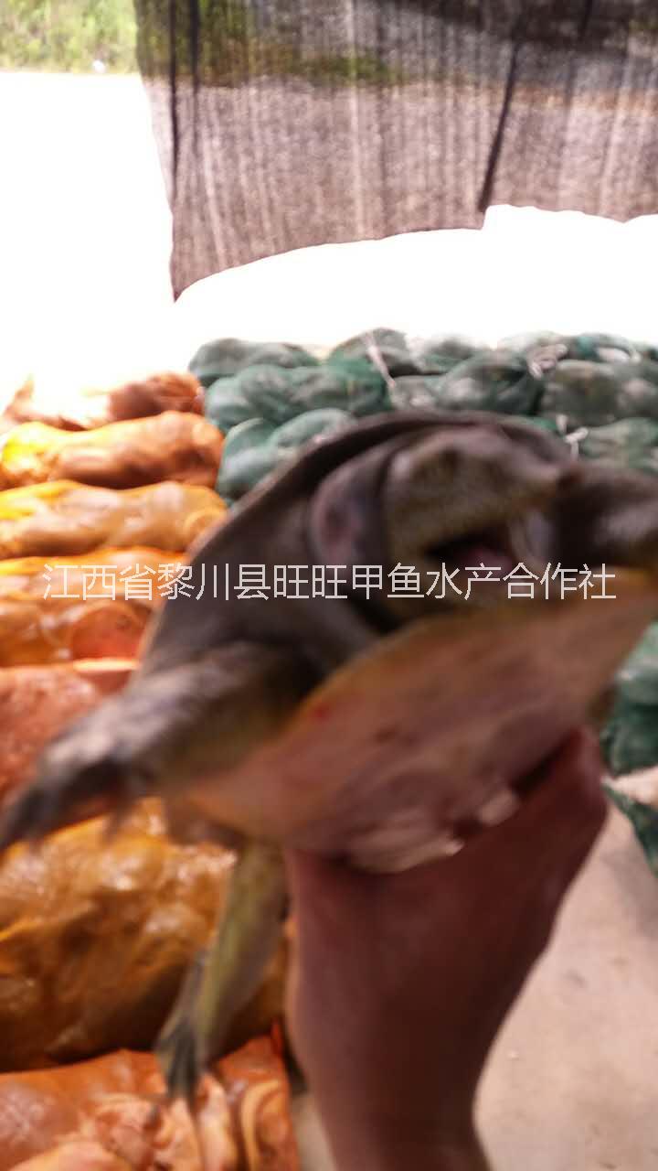 鱉苗圖片/鱉苗樣板圖 (3)