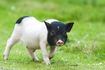 云南香豬批發(fā)圖片/云南香豬批發(fā)樣板圖 (4)