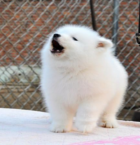 薩摩耶犬圖片/薩摩耶犬樣板圖 (4)