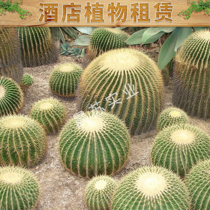 酒店植物租賃出售城市綠化養(yǎng)護園林綠化工程價格實惠專業(yè)植物租賃
