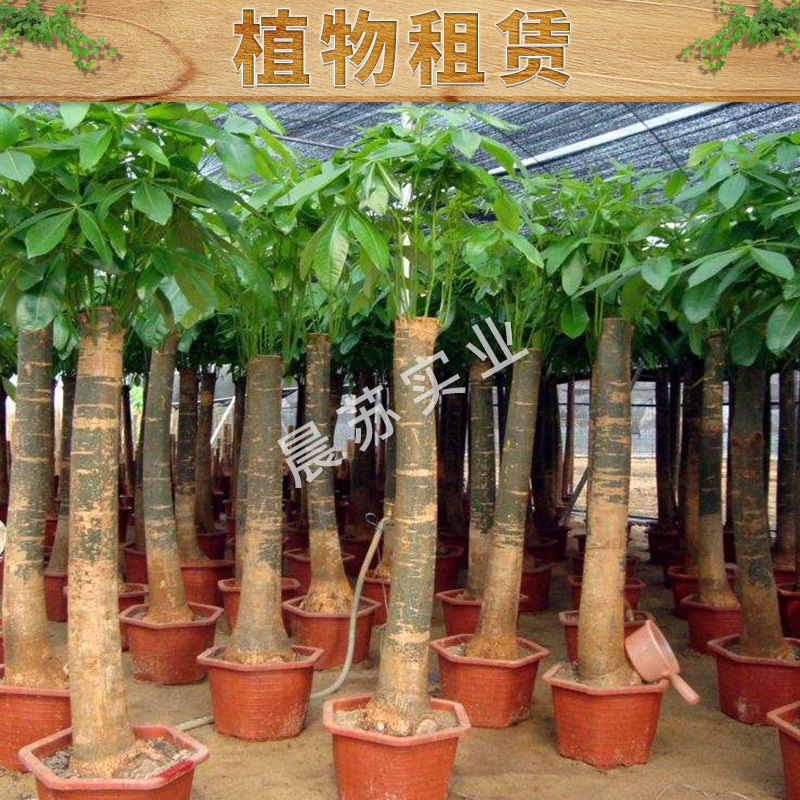 植物租賃圖片/植物租賃樣板圖 (4)